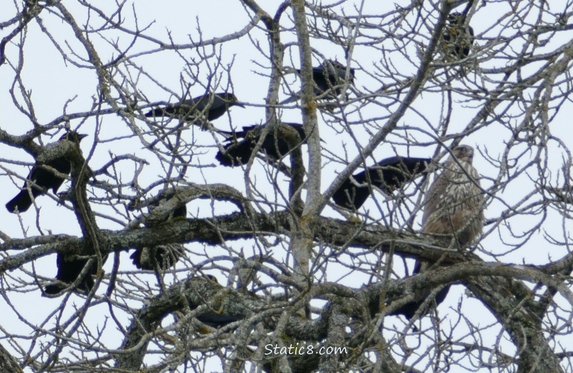 Crows in a winter bare tree cawing at a hawk