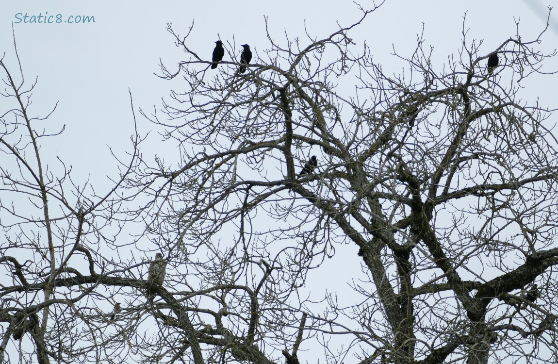 Several Crows and a hawk in a winter bare trees