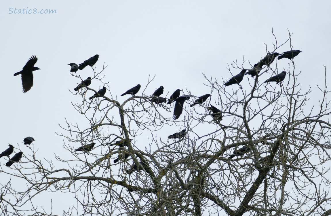 a couple dozen crows sitting in a winter bare tree