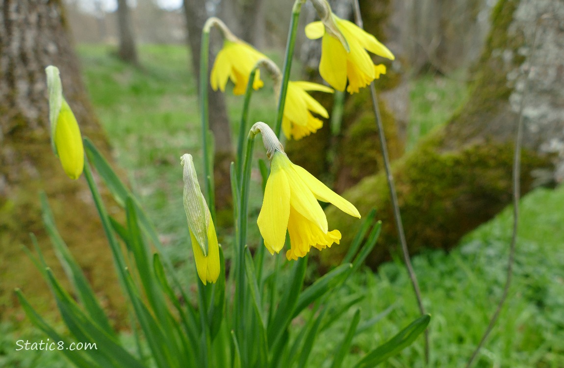 Daffodils blooming under trees