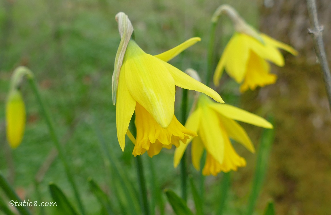 Close up of Daffodil blooms