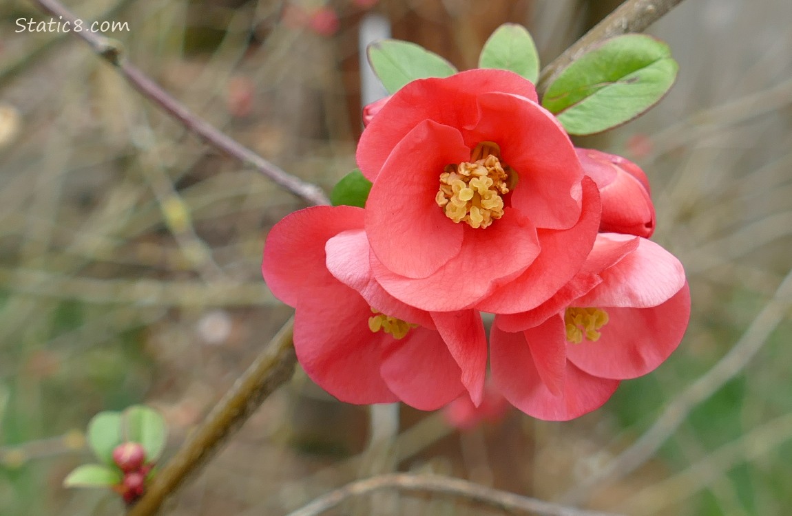 Flowering Quince blooms