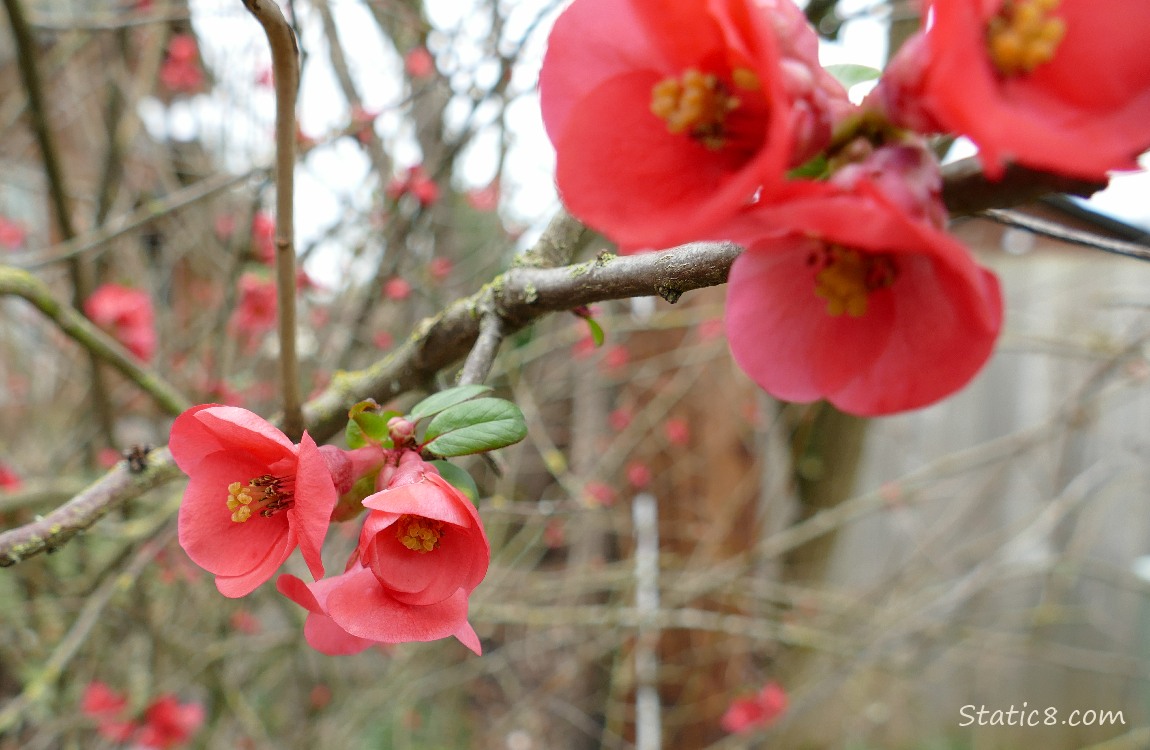 Flowering Quince blooms on twigs with  no leaves