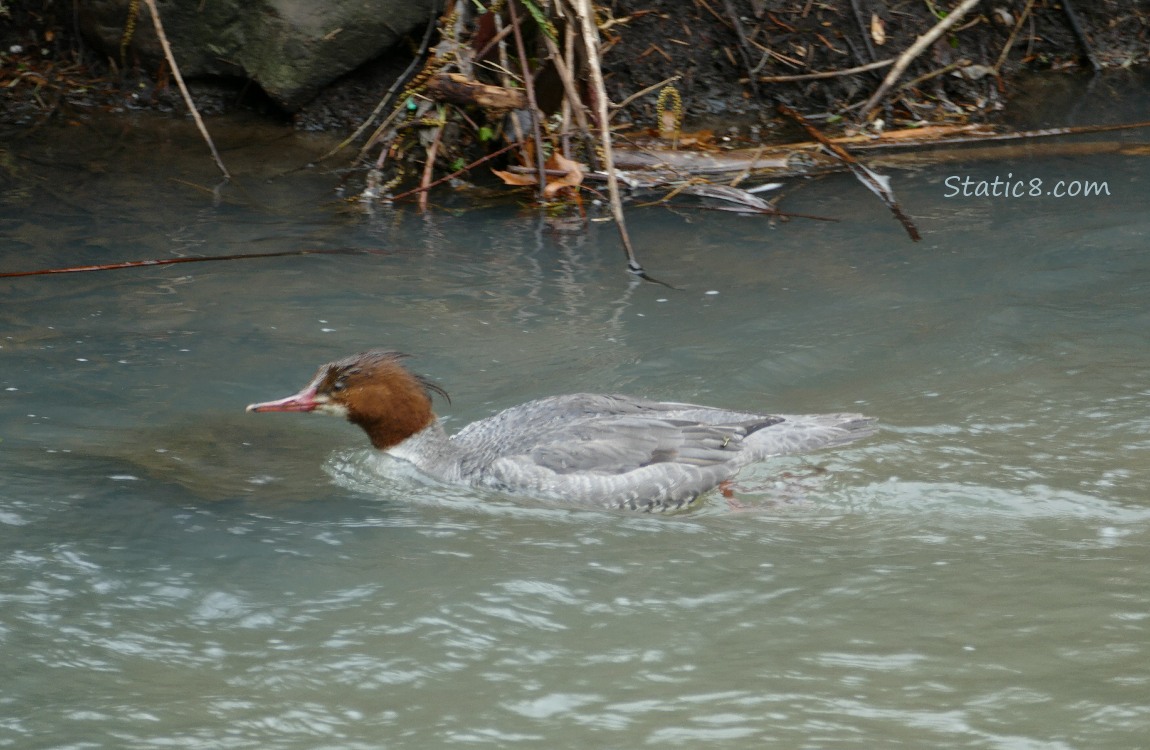 Female Common Merganser paddling on the water