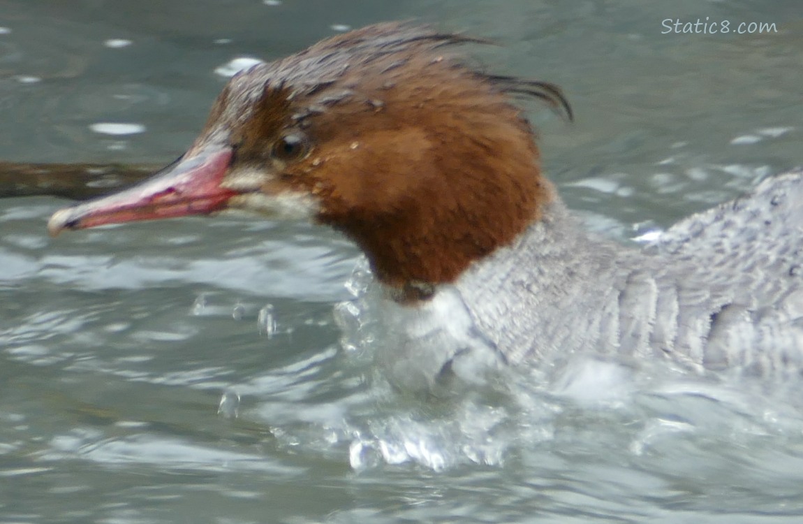 Close up of a female Common Merganser paddling on the water