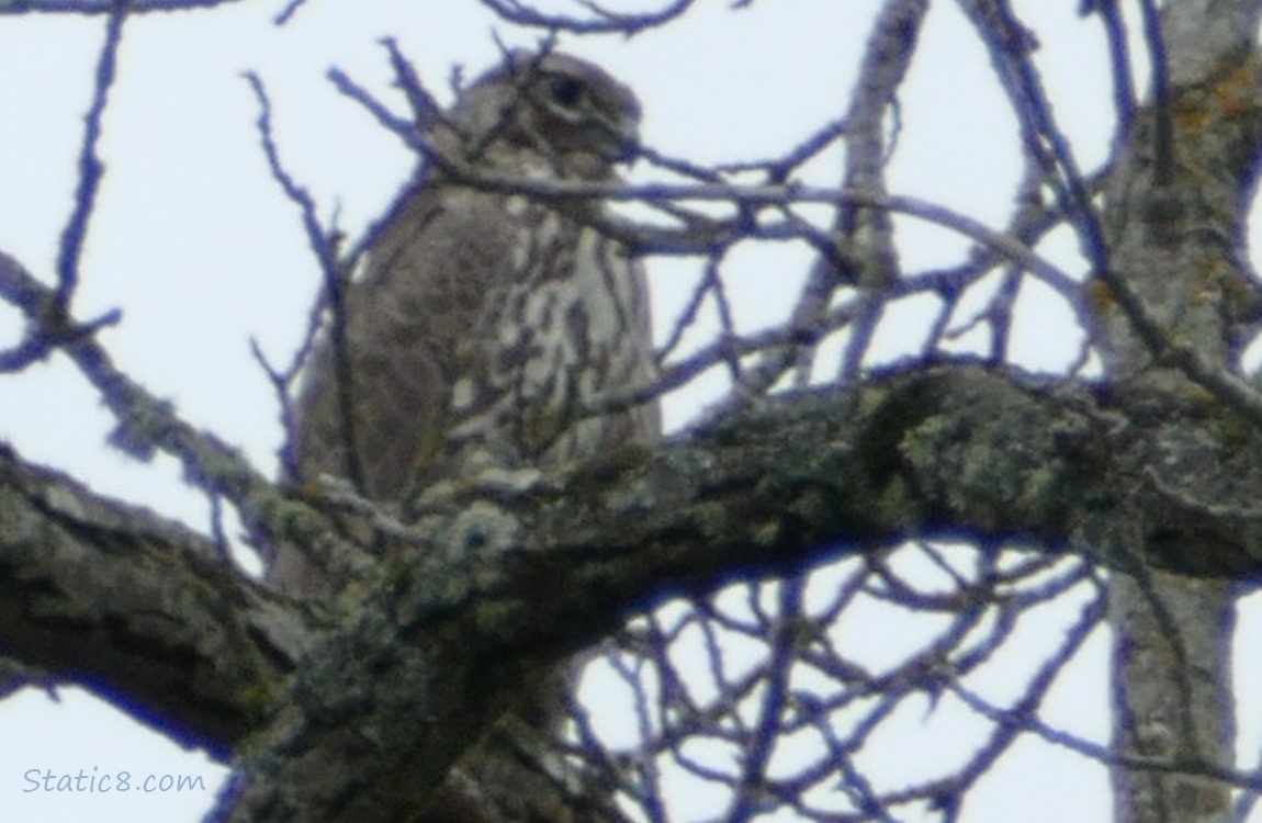 Red Tail Hawk standing in a bare tree