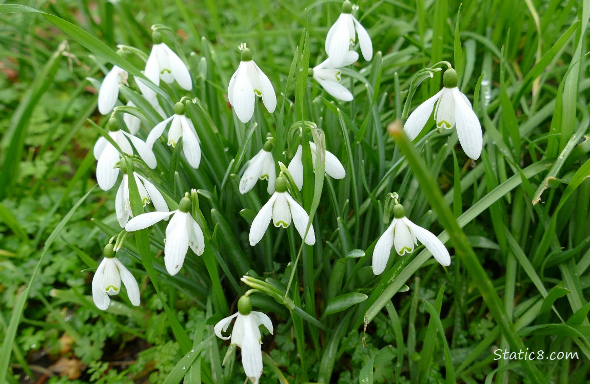Snowdrop blooms in the grass
