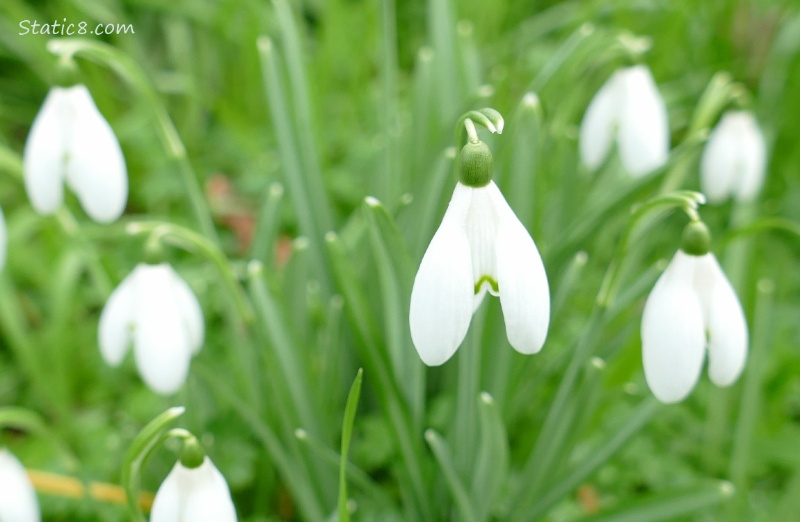 Snowdrop blooms in the grass