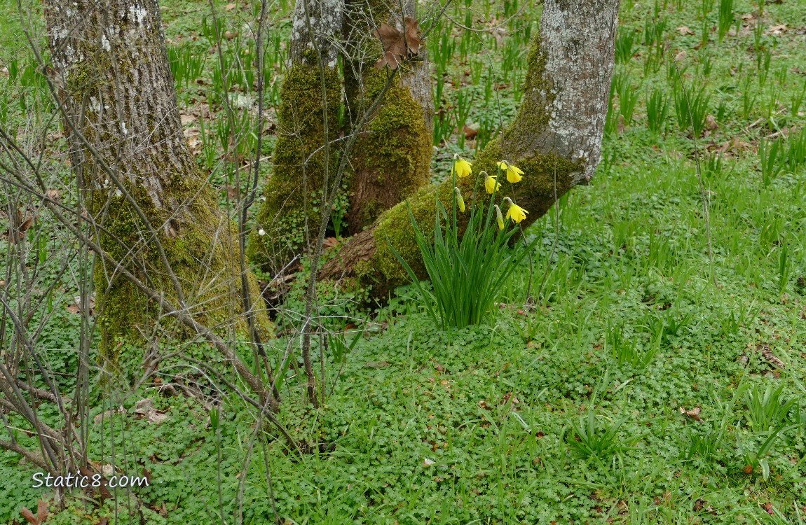Daffodils blooming at the base of mossy trees