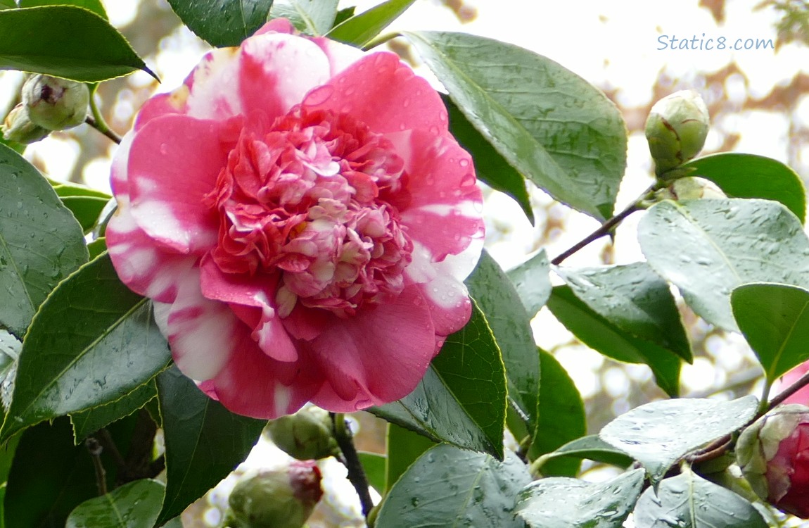 Pink and white Camellia bloom