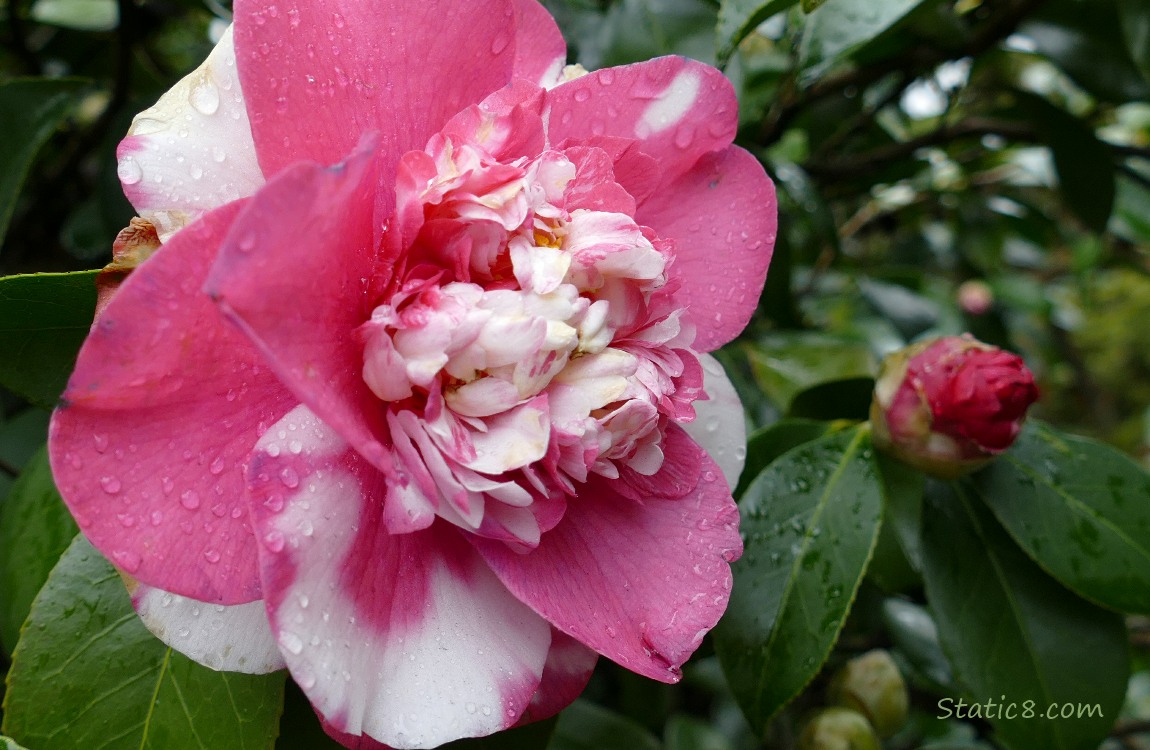 Pink and white Camellia bloom
