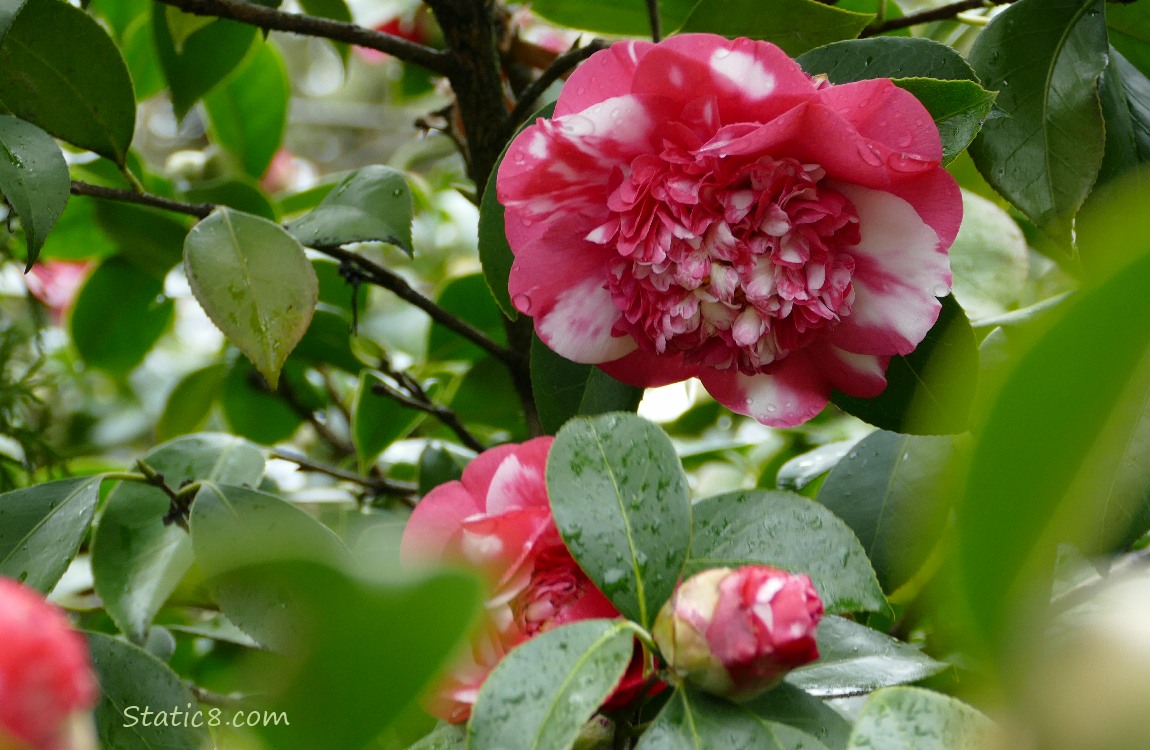 Pink and white Camellia blooms surrounded by the leaves of the bush