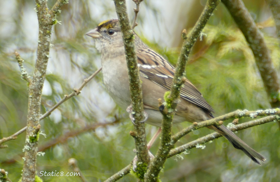 Golden Crown Sparrow standing on a mossy twig
