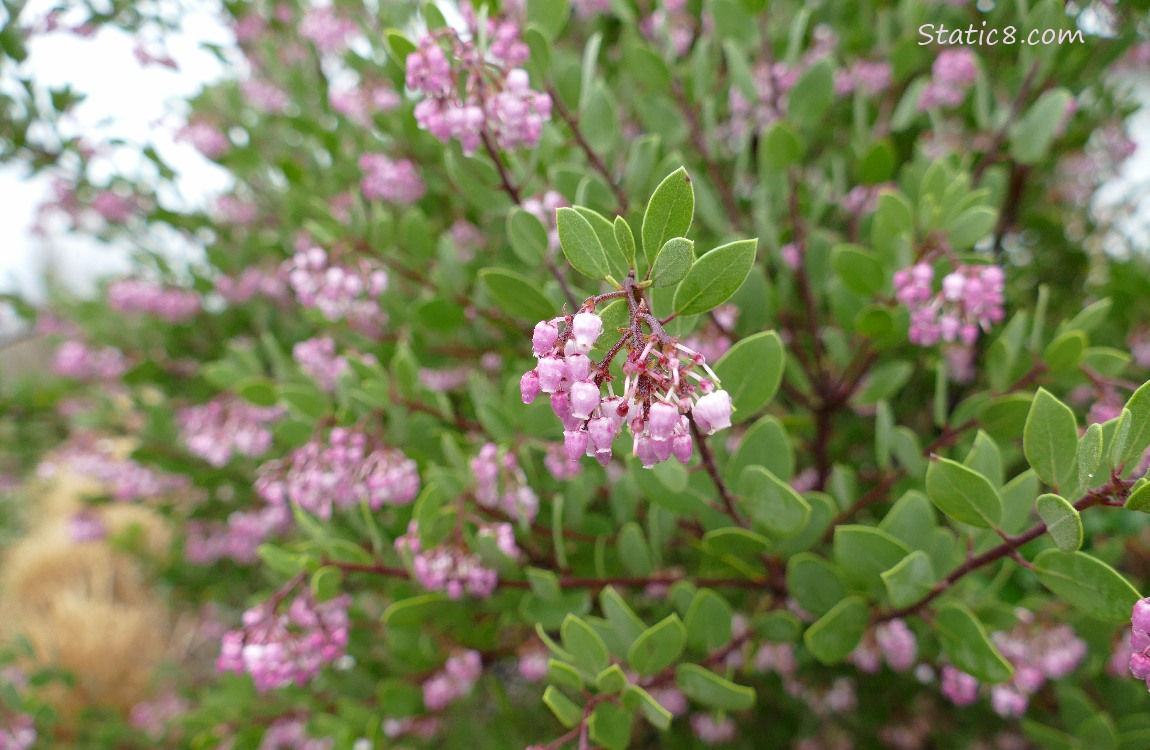 Pink flowers on a green bush