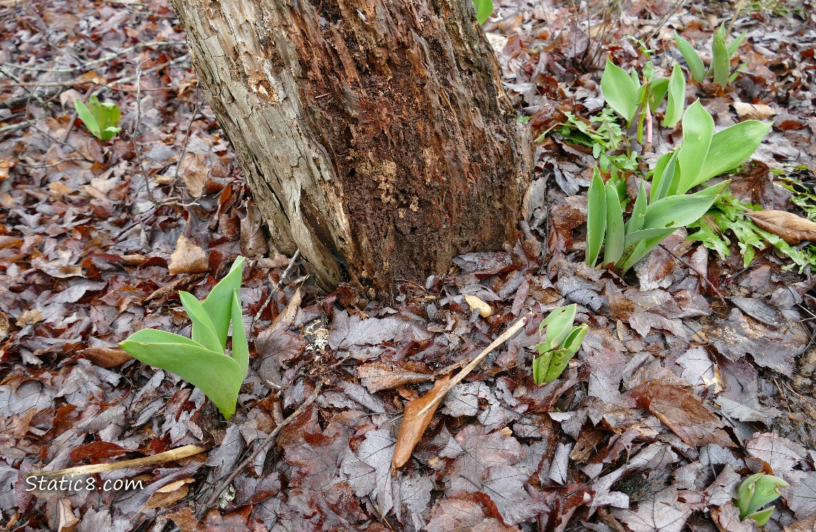 Tulip leaves emerging from dead leaf litter