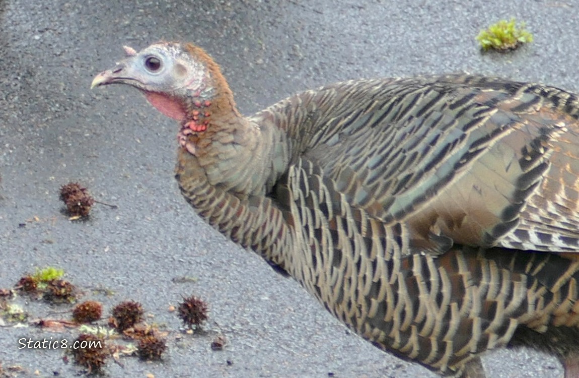 Wild Turkey standing on the street