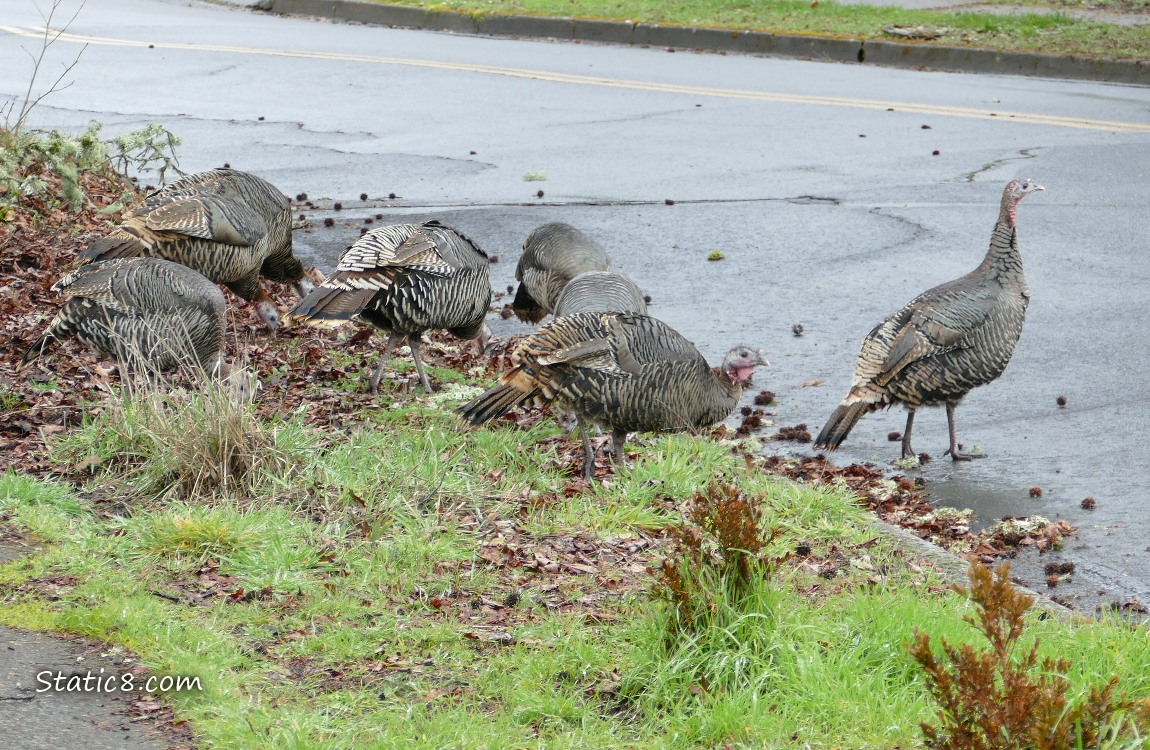Eight Wild Turkeys gathered near a street