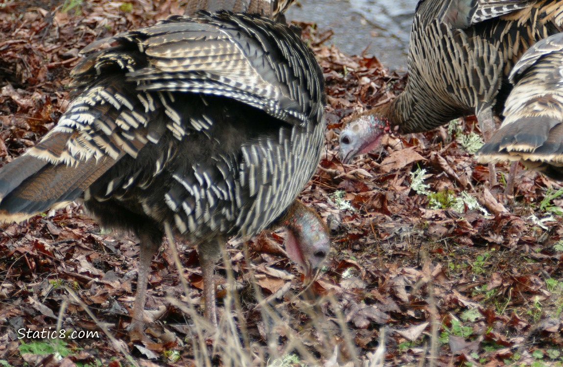 Two Wild Turkeys pecking the ground