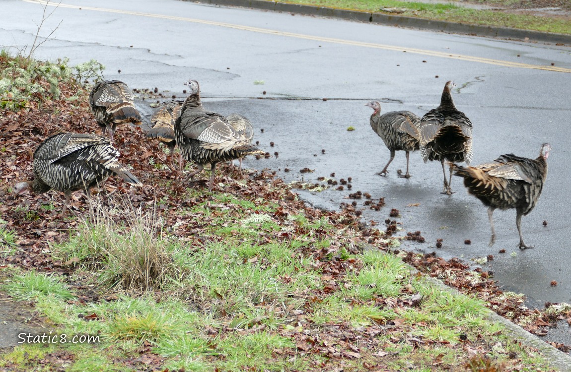 Eight Wild Turkeys gathered near a street