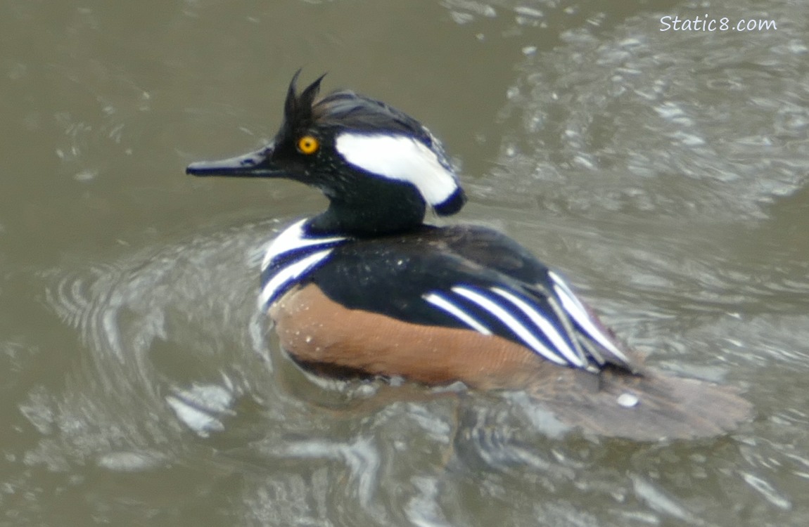 Male Hooded Merganser paddling on the water