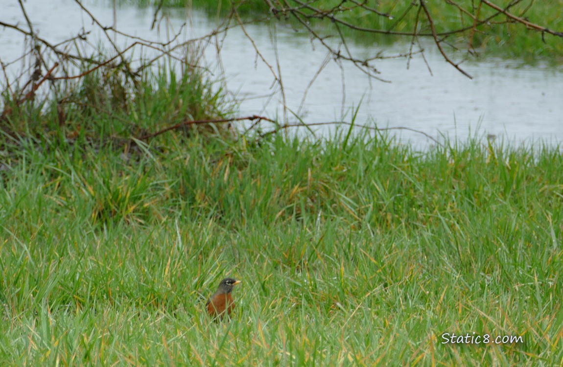 American Robin standing in the grass in front of a pond