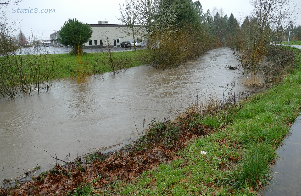 Creek is full and water is flowing over trees