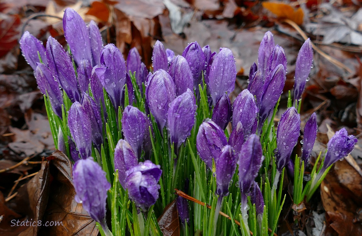 Purple Crocus blooms closed up and wet with rain