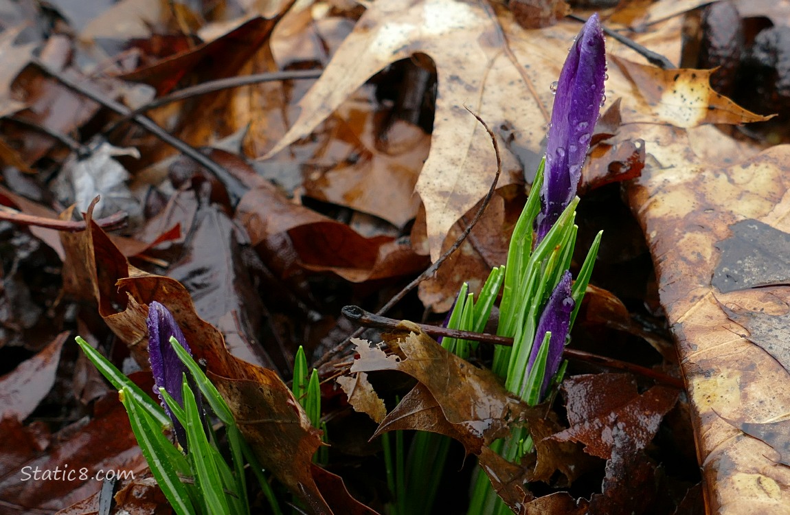 Purple Crocus buds emerging from leaf litter