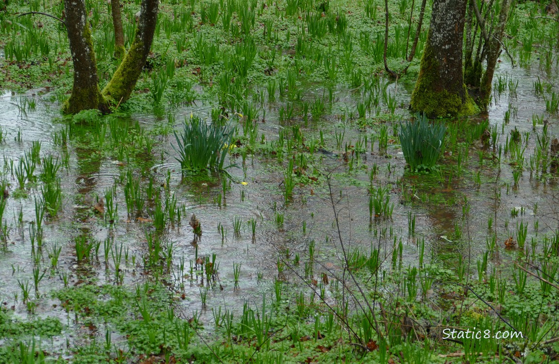 Daffodil plant in a puddle