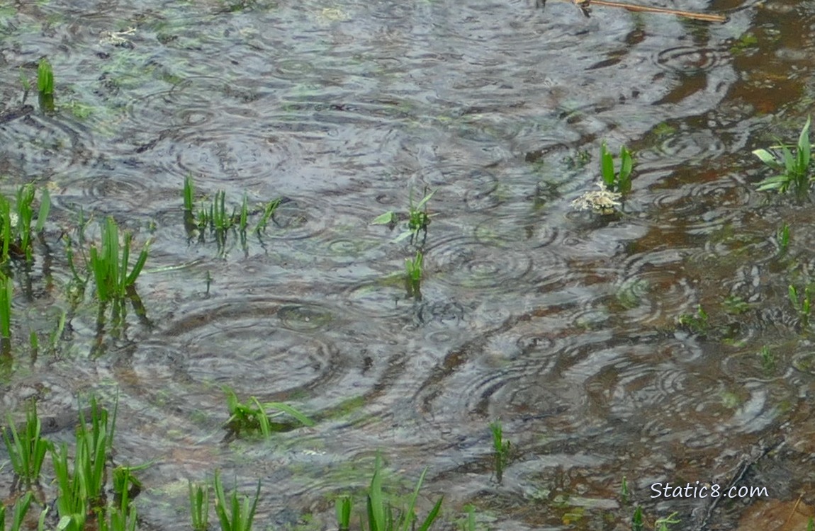 Raindrops making ripple rings in a puddle