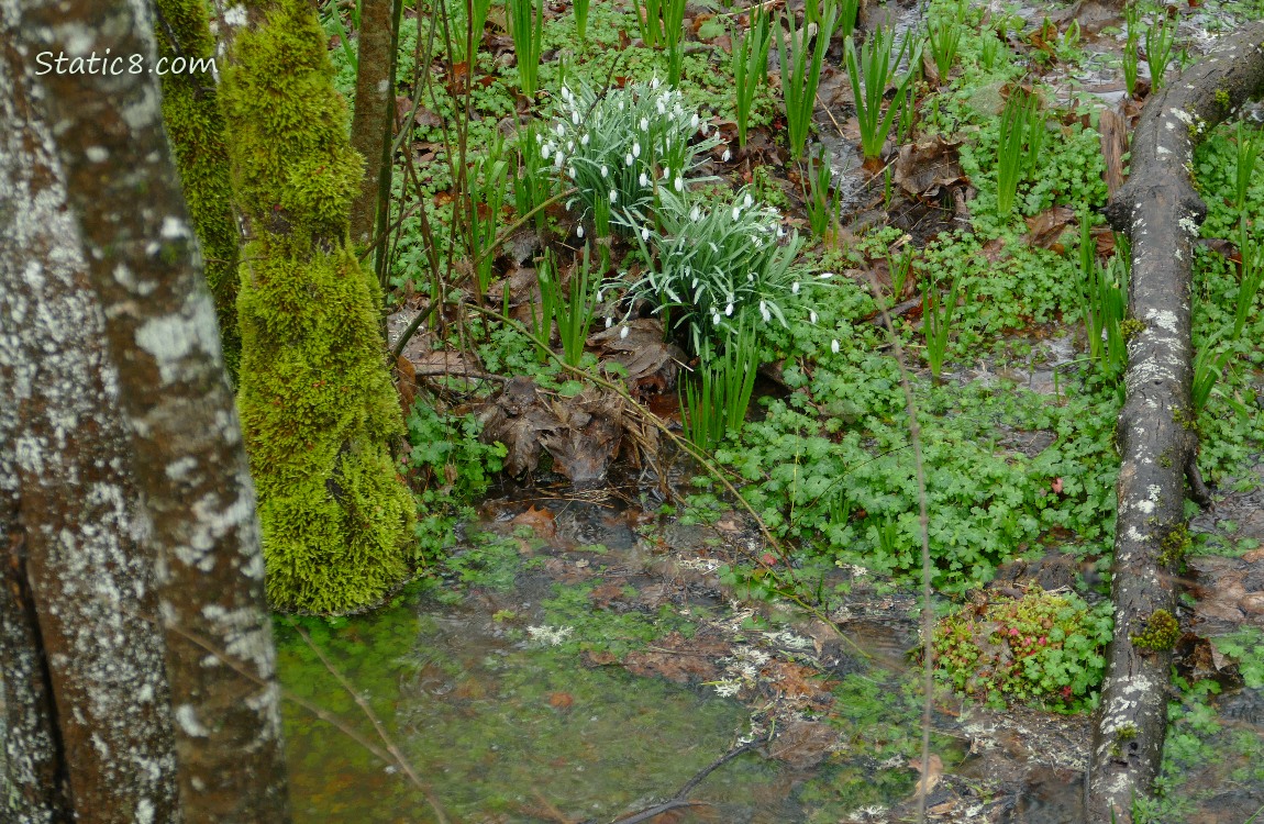 Snowdrops under the trees near a puddle