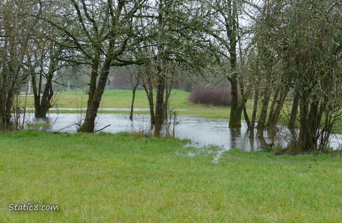 pond forming in the grass under winter bare trees