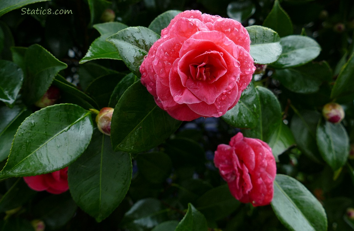 Pink Camellia blooms