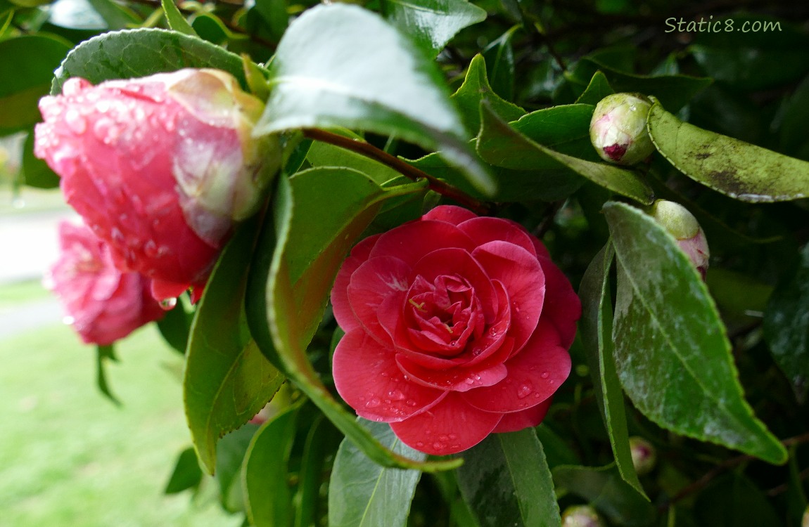 Pink Camellia blooms