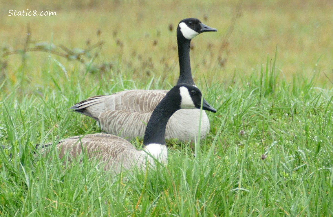 A pair of Canada Geese in the grass