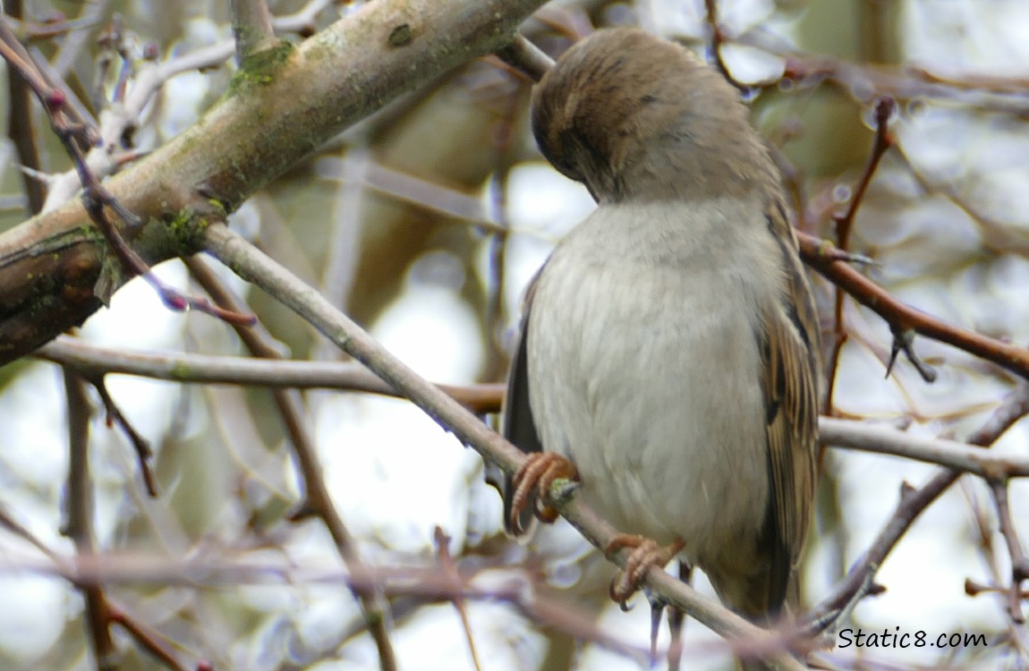 House Sparrow preening on a twig