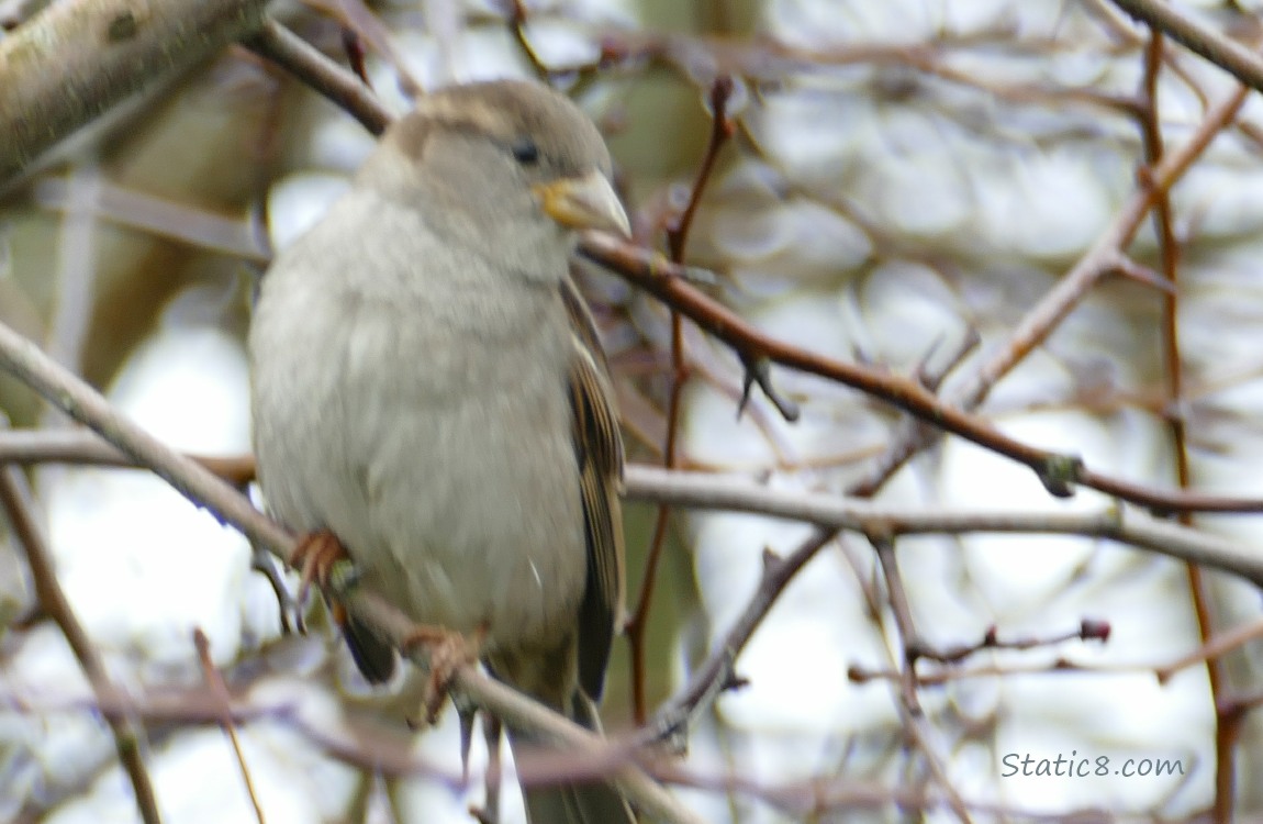 Blurry House Sparrow standing on a twig
