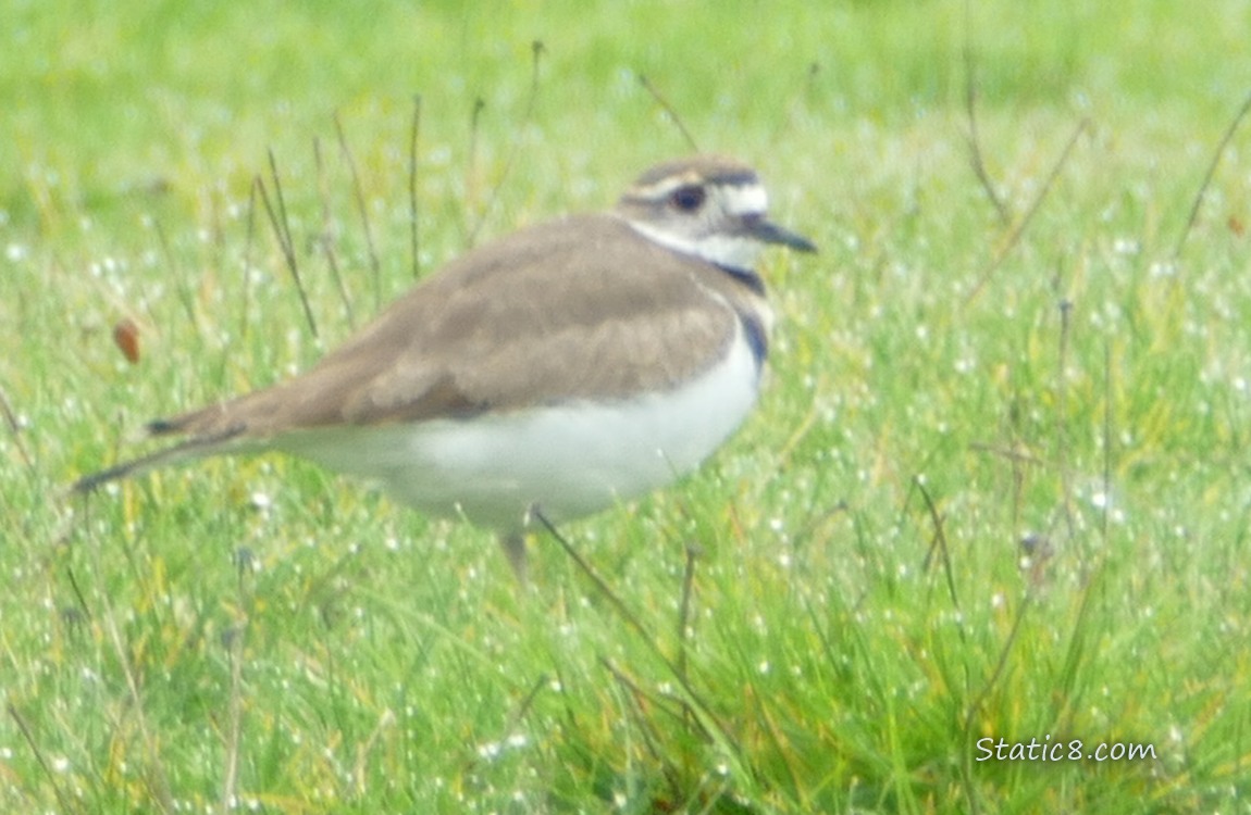 Killdeer standing in the grass