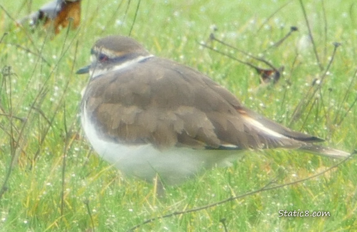 Killdeer standing in the grass
