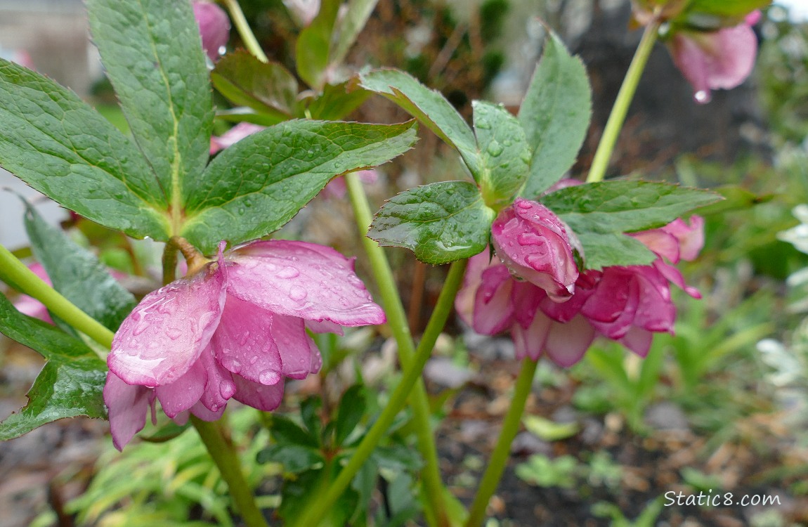 Pink Lenten Rose blooms, wet with rain