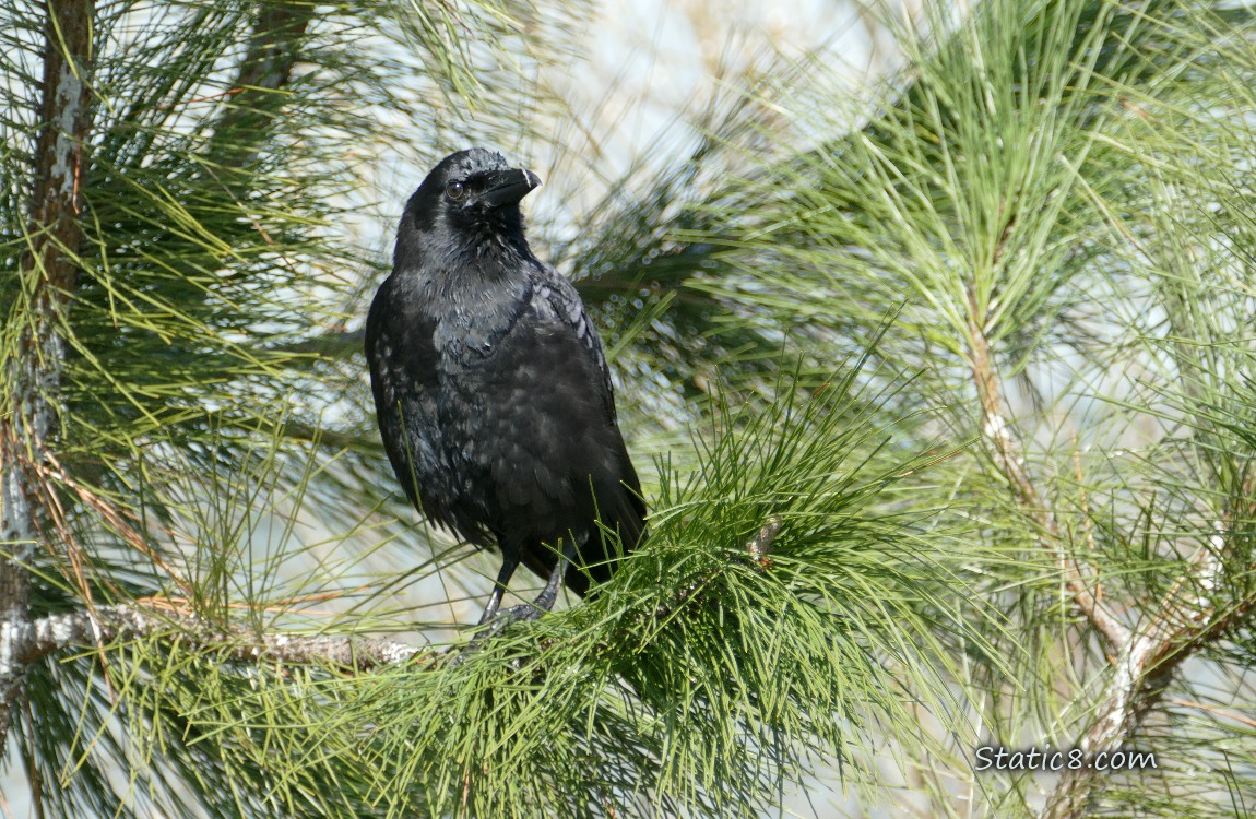 American Crow standing in a pine tree