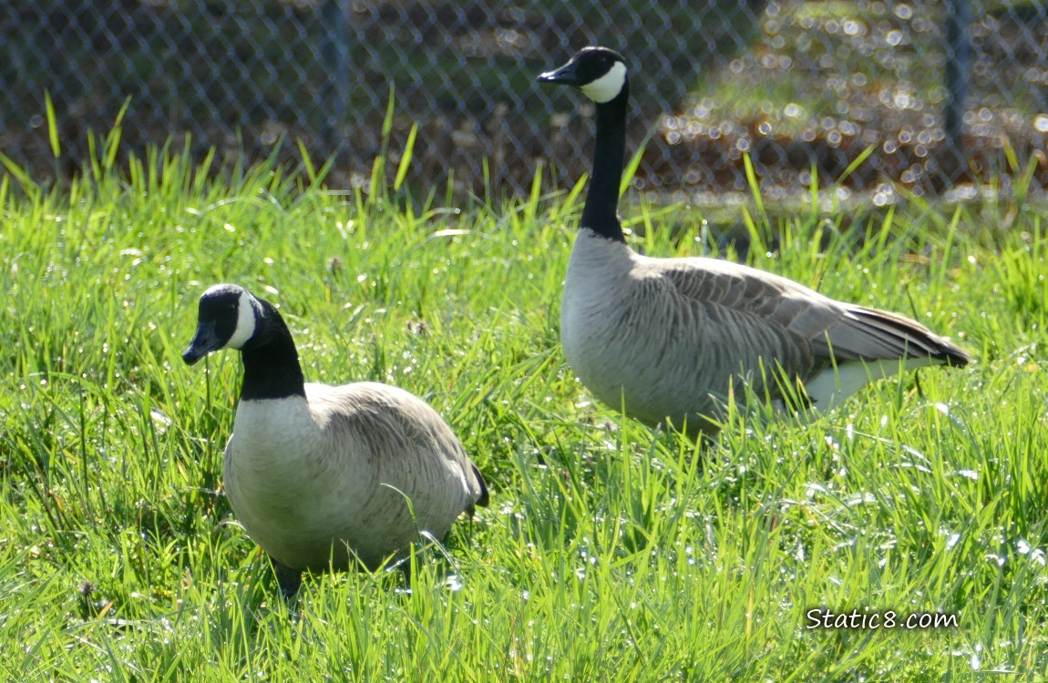 Two Canada Geese walking in the grass