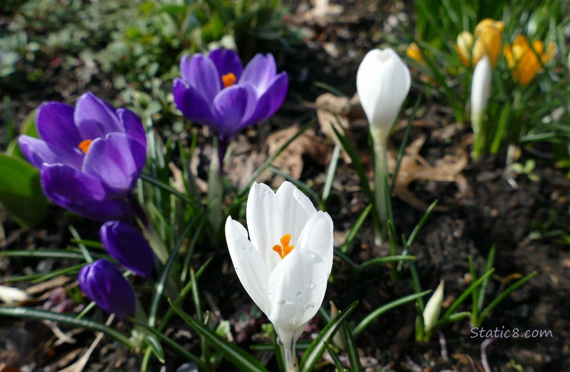 White and purple crocus blooms with yellow ones in the background