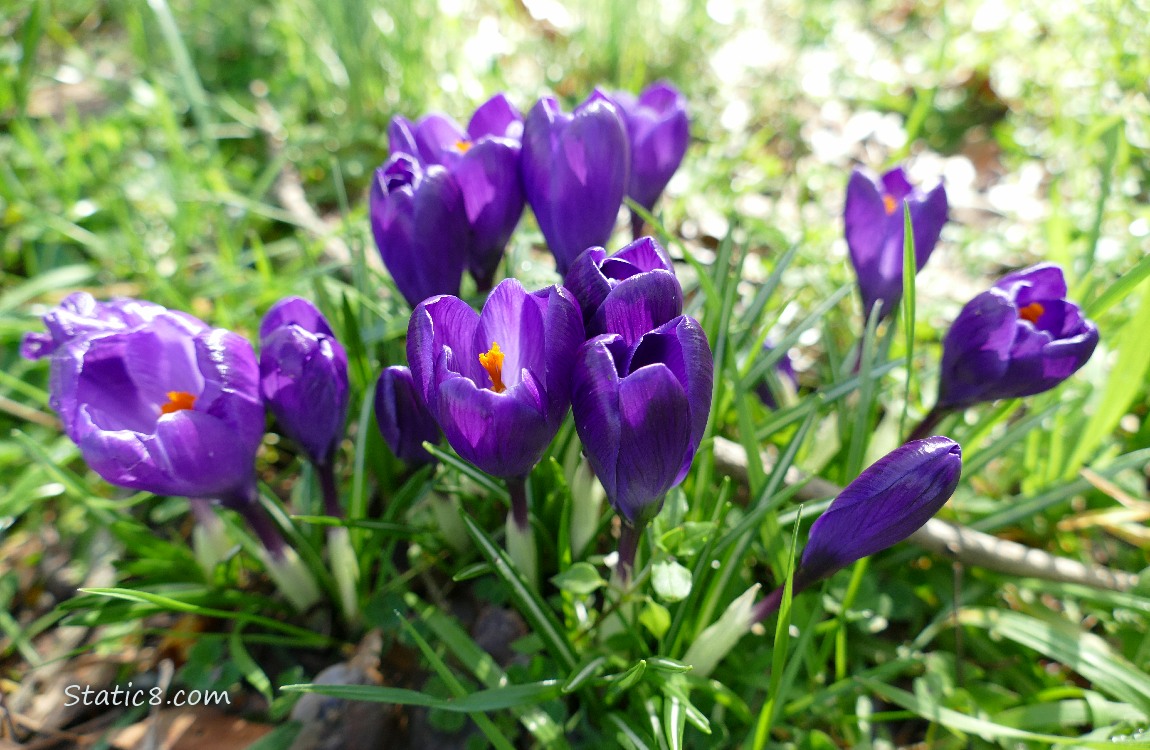 Purple Crocus blooms in the grass