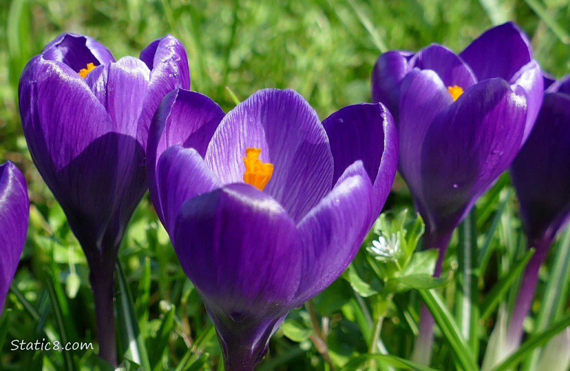 purple Crocus blooms in the grass