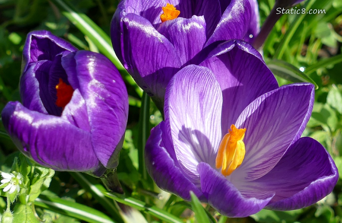 Close up of purple Crocus blooms