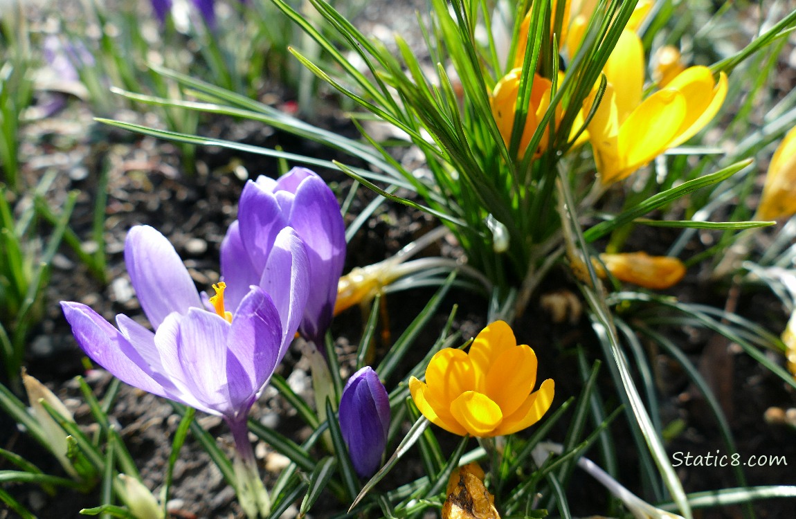 Crocus blooms in purple and yellow