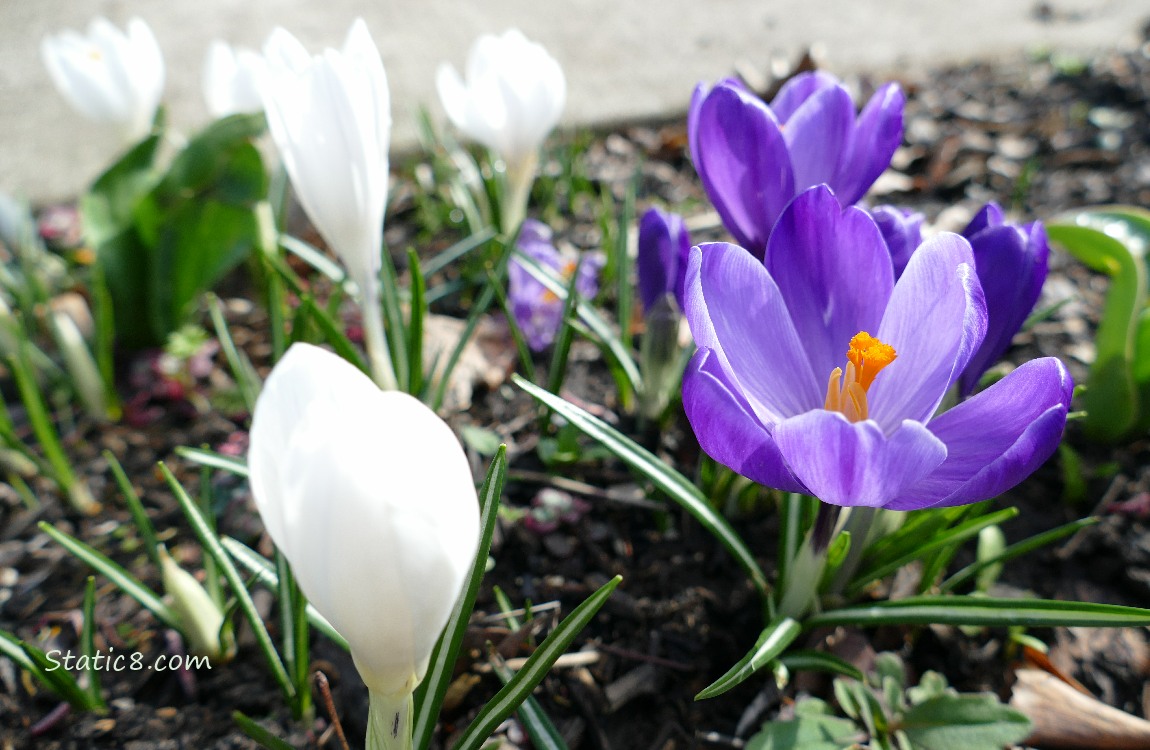 White and purple Crocus blooms
