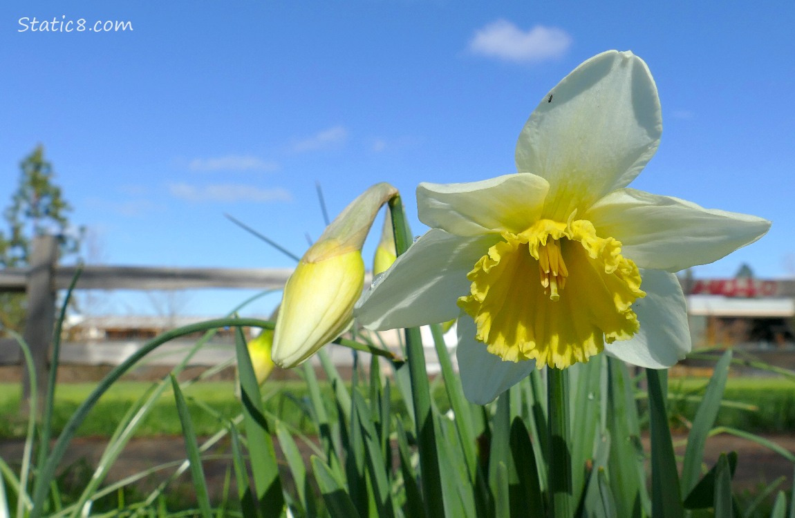 Daffodil bloom in front of a wood fence, blue sky above