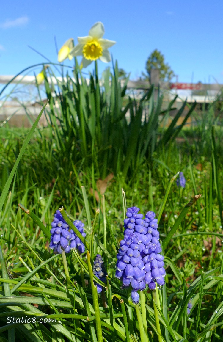 Daffodil and Grape Hyacinth blooms under a blue sky